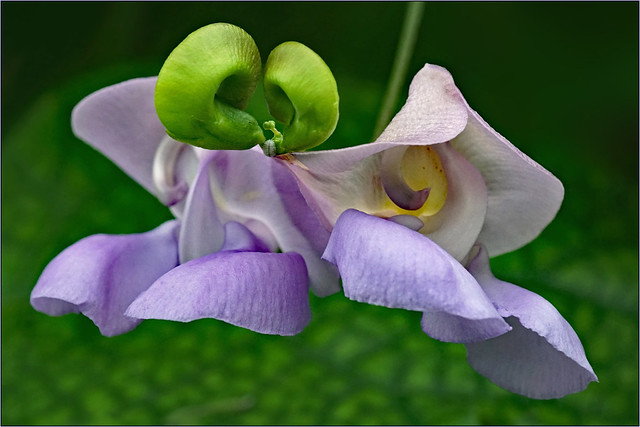 Rare and remarkable snail vine