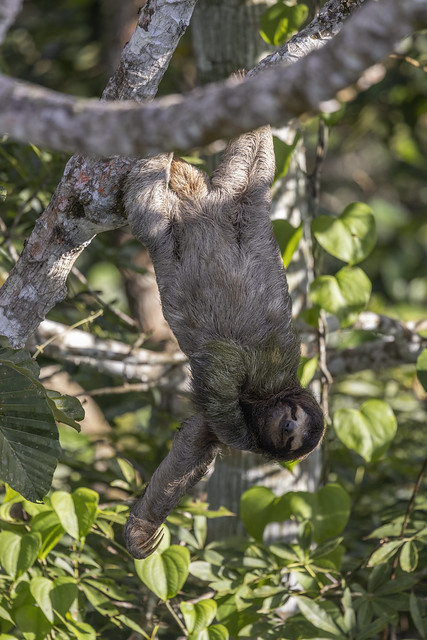 Three-toed Sloth - Soberania, Panama