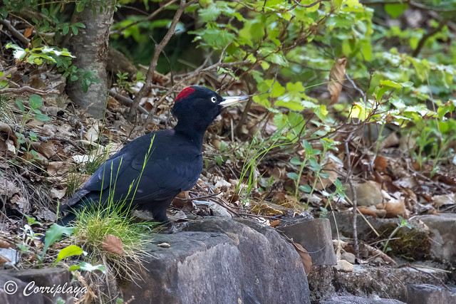 Picamaderos negro, Dryocopus martius, Black Woodpecker