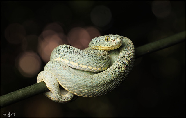 Western Two-striped Forest Pitviper (Bothrops bilineatus smaragdinus)