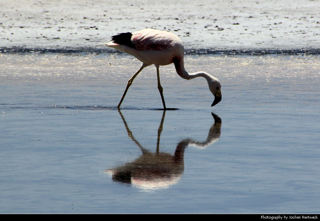Mirrored Flamingo, Laguna Chaxa, Chile