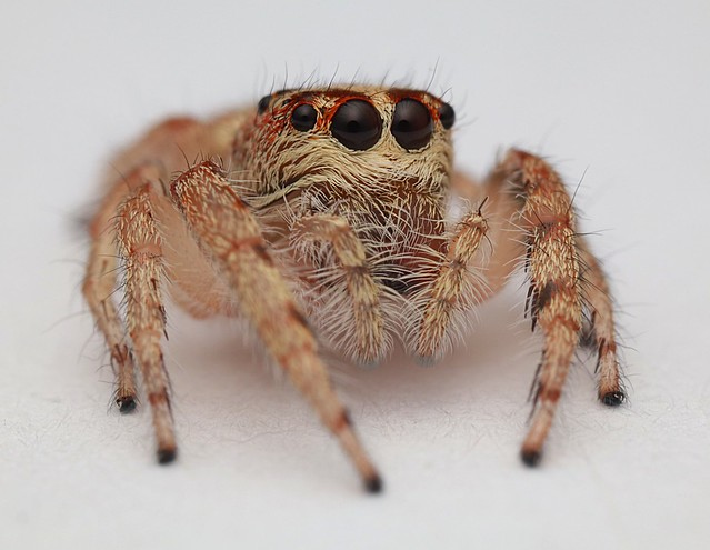 Female Garden Jumping Spider!