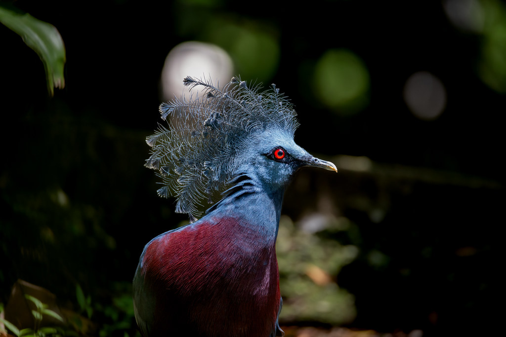 Victoria crowned Pigeon | Malaysia
