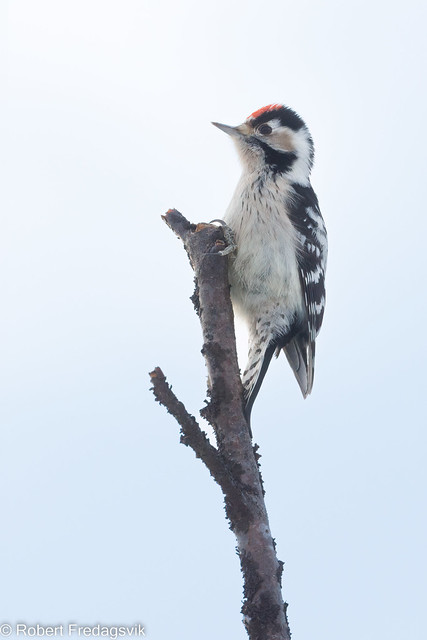 Dvergspett - Lesser spotted woodpecker