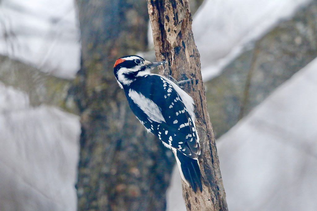 A pair of Hairy Woodpeckers in our maple tree this afternoon.  Glenburnie, Ontario.