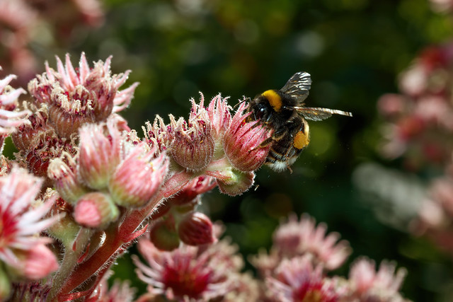 Buzz Pollination - _TNY_4203
