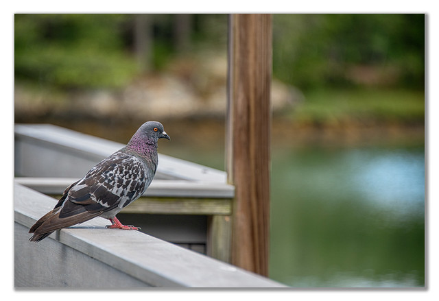 220827_402_Pigeon_Coastal Maine Botanical Garden