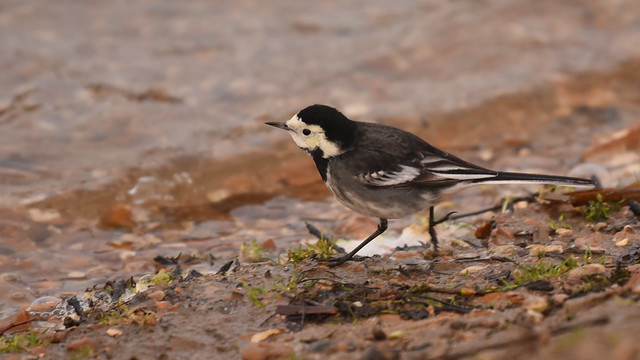 Pied Wagtail by Black Swan Lake near Dinton Activity Centre