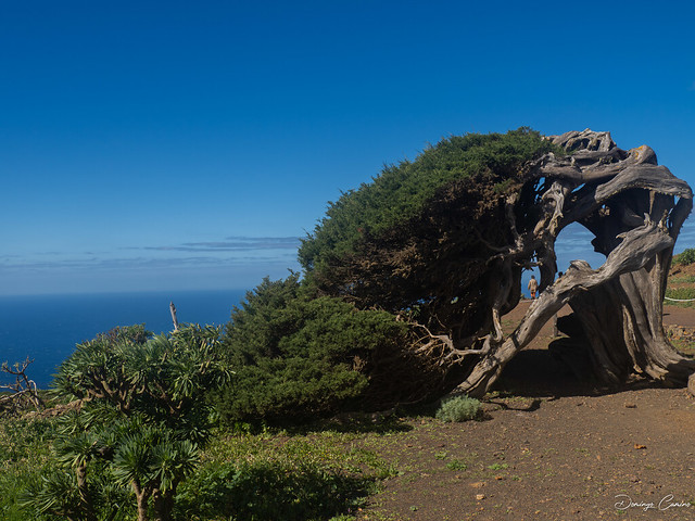 La sabina y la fuerza del viento, Isla Canaria.