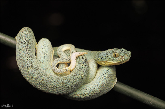 Western Two-striped Forest Pitviper (Bothrops bilineatus smaragdinus)