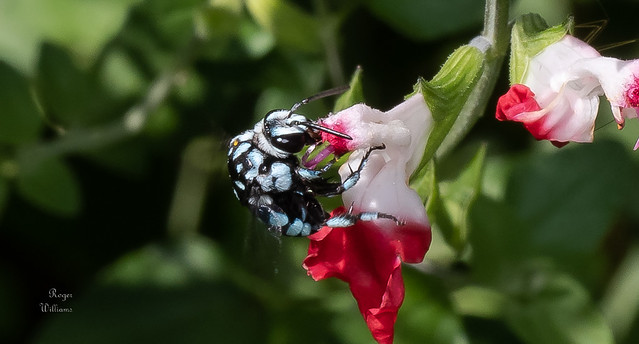 Thyreus caeruleopunctatus     (Chequered cuckoo bee)