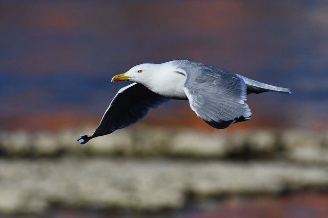 Goéland leucophée - Larus michahellis - Yellow-legged gull