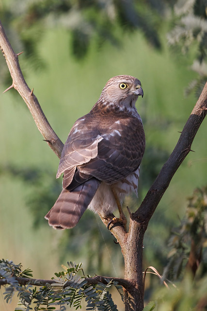 A Shikra hunting Common Babblers