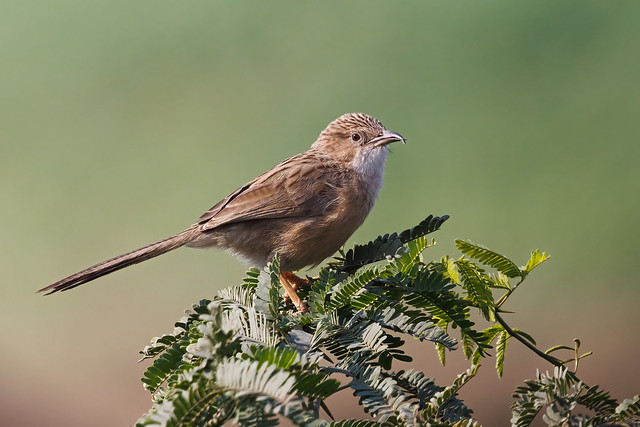 A Common Babbler on the side of road near some fields