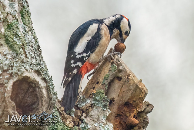 Great Spotted Woodpecker (Dendrocopos major)-5014