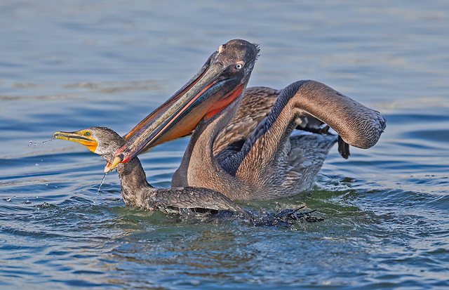 Pelican vs Cormorant