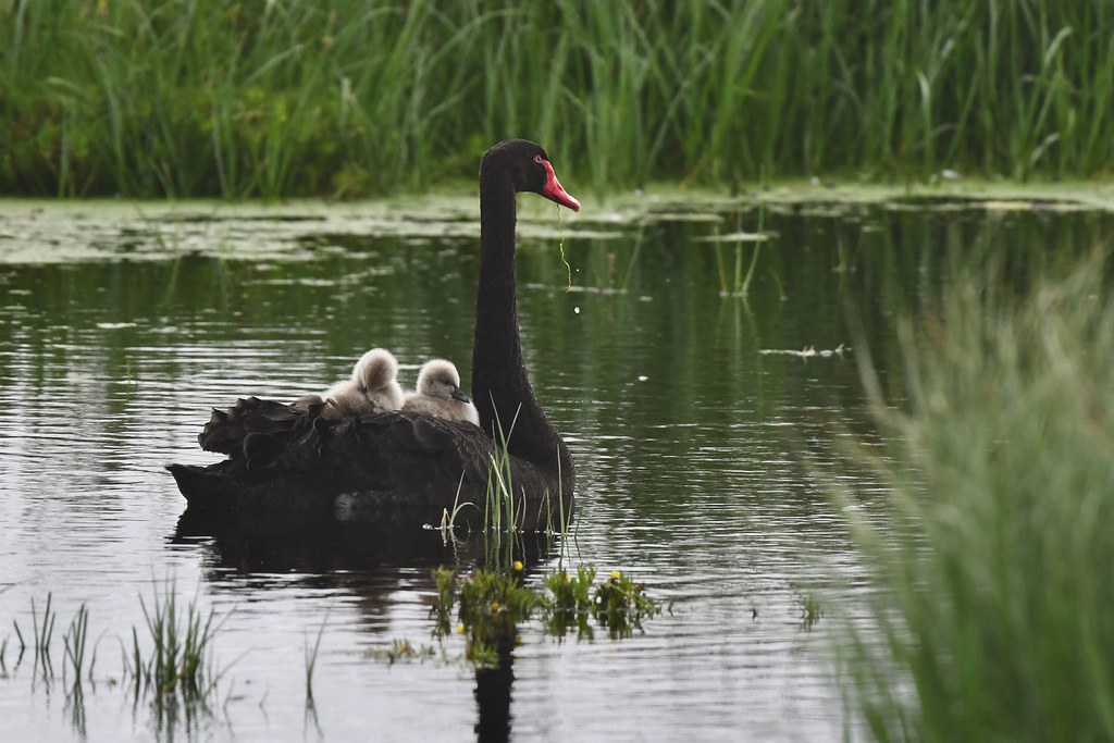Black Swan With Cygnets