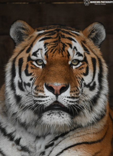 Siberian tiger - Ouwehands dierenpark