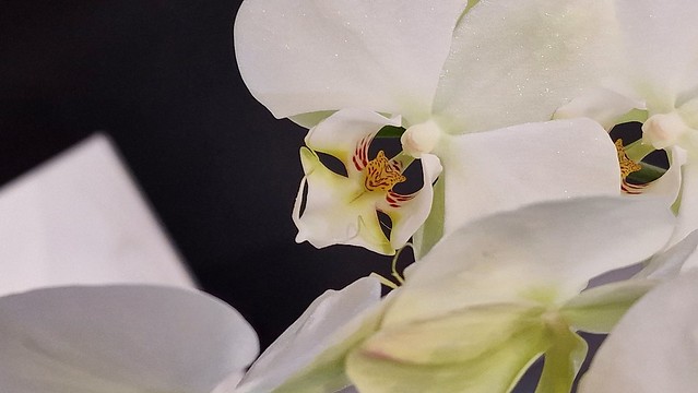 Orchidée phalaenopsis amabilis