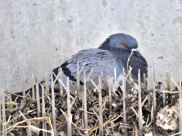 Pigeon biset ( Columba livia )