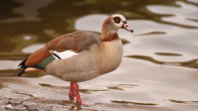 Egyptian Goose by Black Swan Lake near Dinton Activity Centre