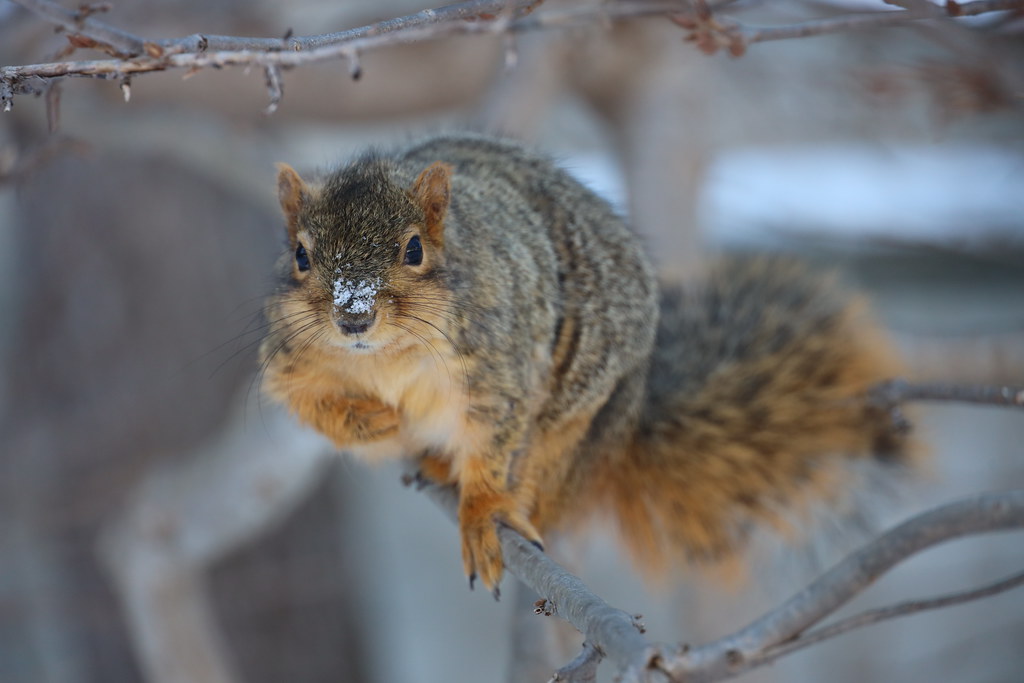 Fox Squirrels on a Snowy Day in Ann Arbor at the University of Michigan 33/2023 236/P365Year15 5349/P365all-time – (February 2, 2023)