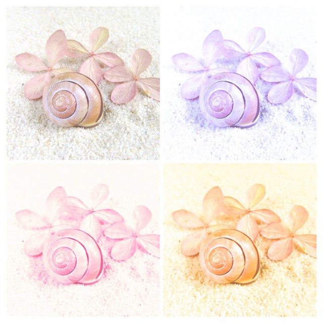 Soft coloured Snailshell & Hydrangea