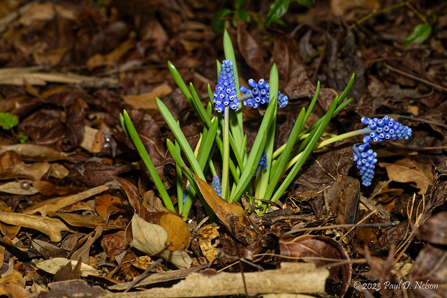_PDN0416_Grape Hyacinth; in the garden