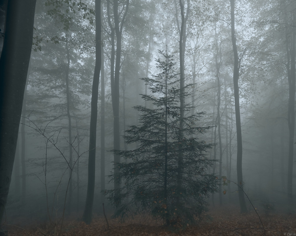 Fir in a misty beech forest.