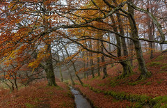 Autumn colours...Scotland.