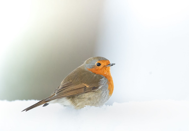 Robin on a winter day