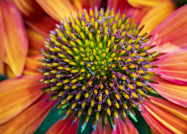 Coneflower Up Close & Personal