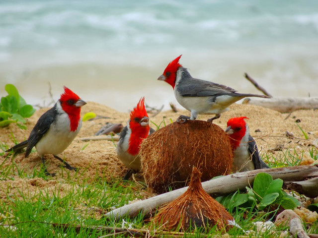 4 Red-crested Cardinals & a broken coconut