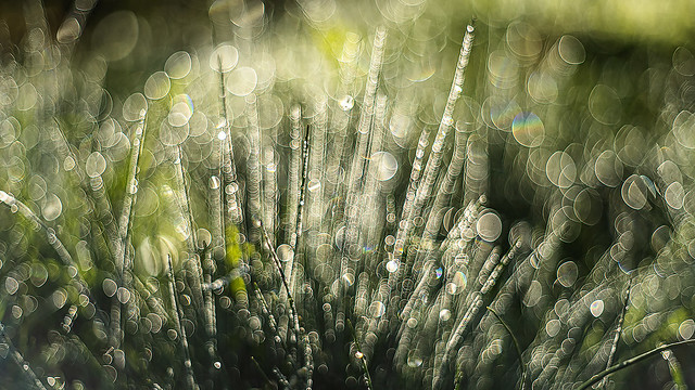 The winter morning dew series. ( y 3)