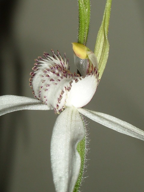 Arachnorchis aff. venusta (syn Caladenia aff. venusta) 2006-10-06 02