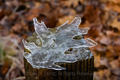 Northern Red Oak Ice Casting in Central Michigan
