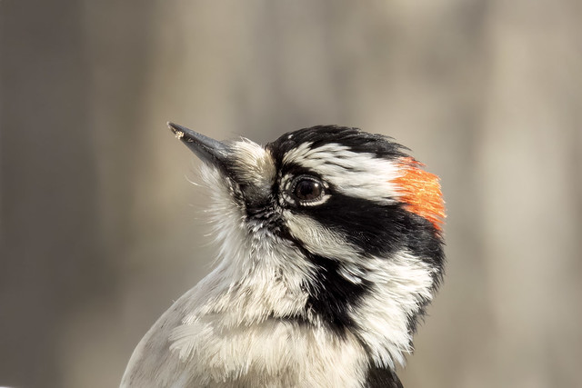 Up close and personal with a Downy Woodpecker.
