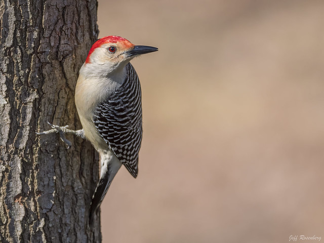 A Red-bellied Woodpecker Braves A Very Cold Morning In Vienna, Va.