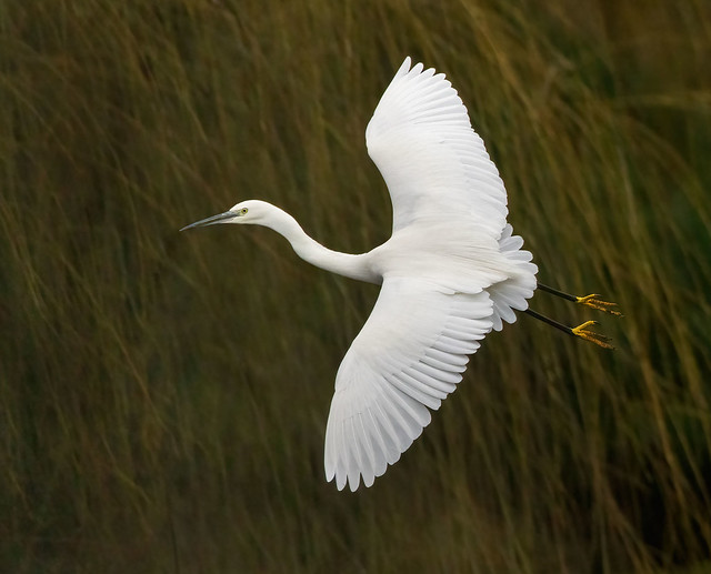 Little Egret - in flight