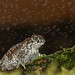 Sapo-corredor, Natterjack toad (Epidalea calamita)