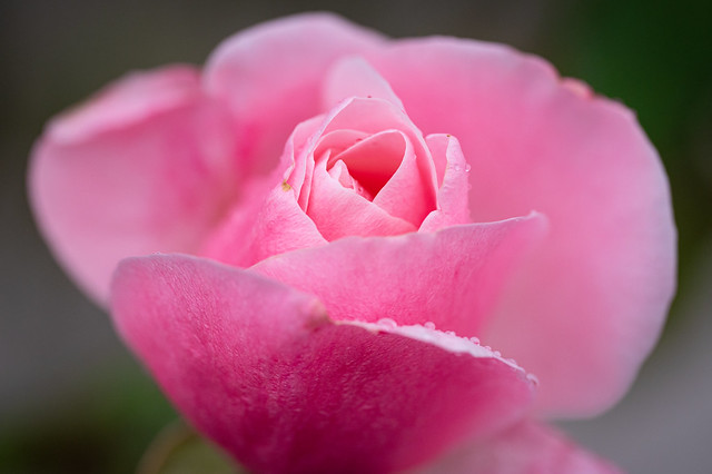 Little pink rose after a rain shower
