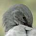 Mockingbird Grooming