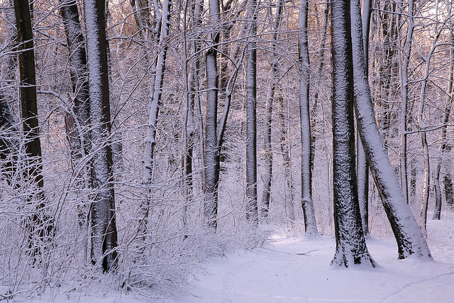 Zimowy las