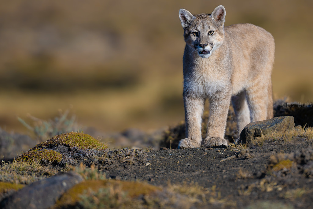 Inquisitive Puma Cub at dawn