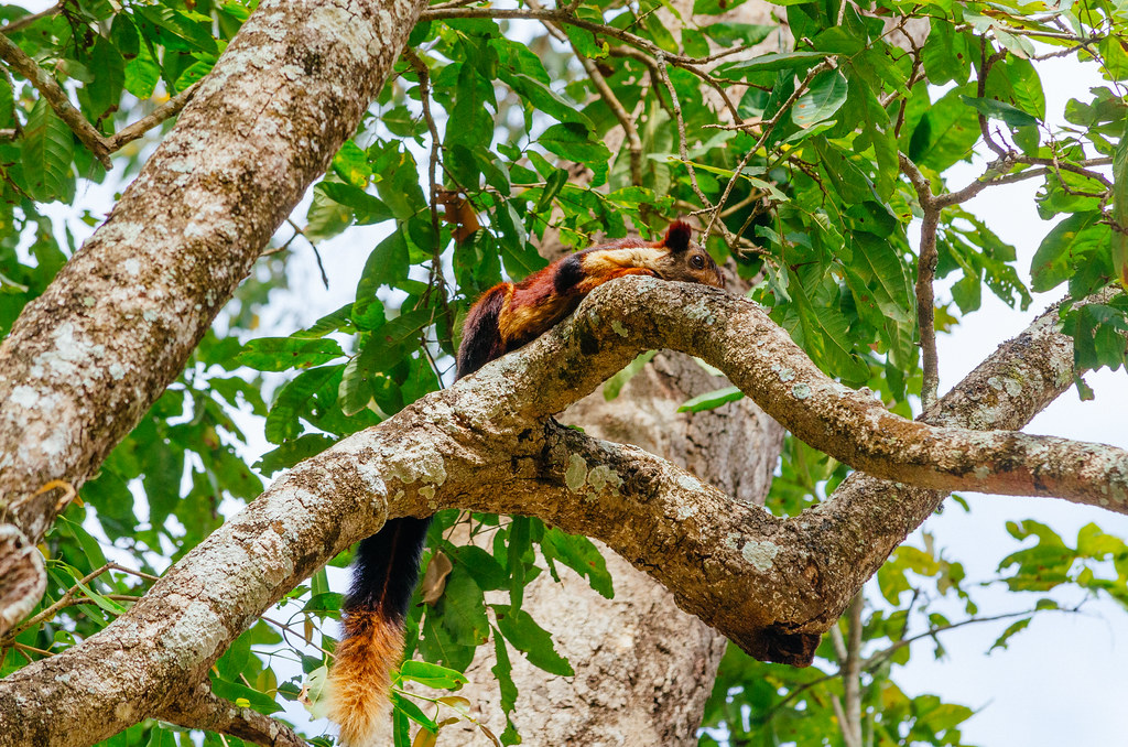 Indian Giant Squirrel