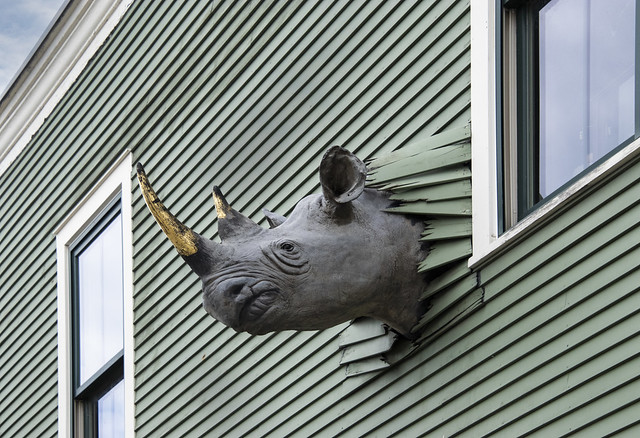 A rhino is not a good house pet...