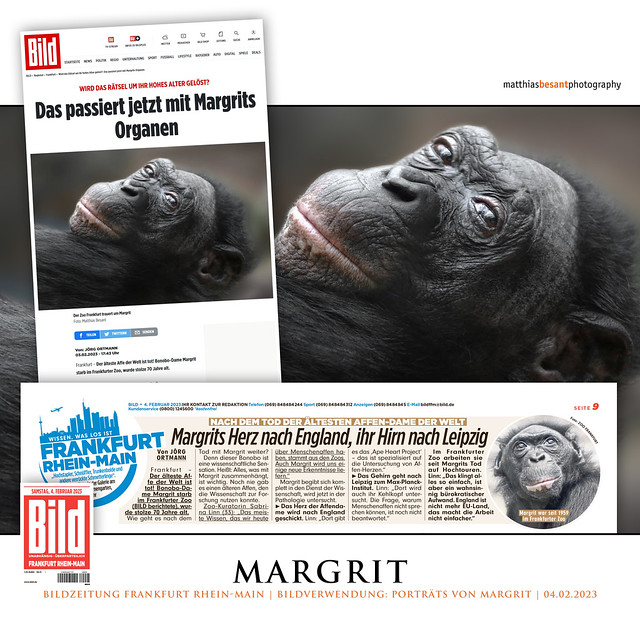 Bonobo Margrit