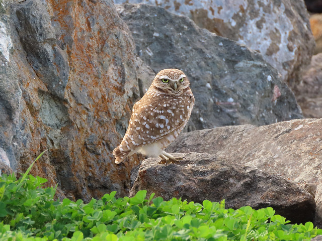 Burrowing Owl, Athene cunicularia, on the rocks