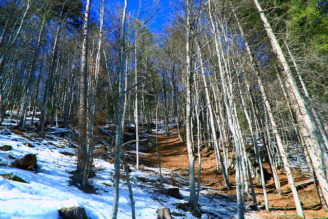 The forest in winter