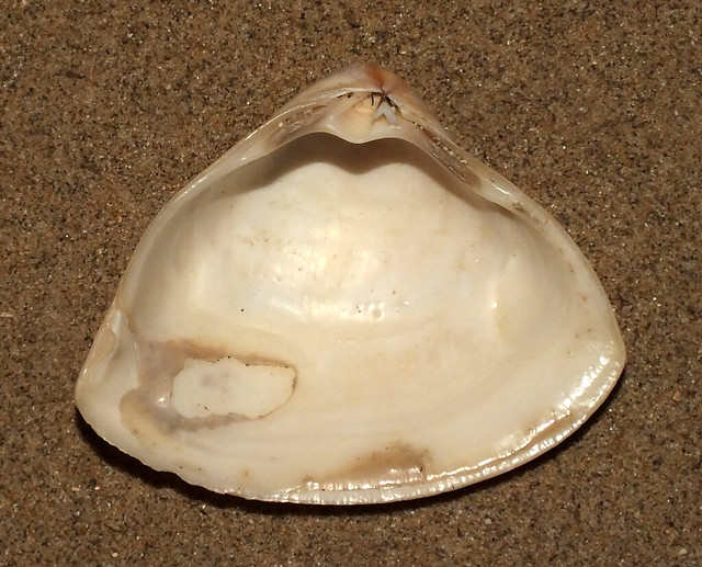 Triangle clam (Crassula aequilatera) under side